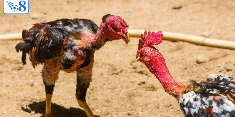 O8 - Nhà Cái Chính Thức 2026 > Thương Hiệu Đẳng Cấp 6 Đá gà là game được yêu thích nhất tại O8